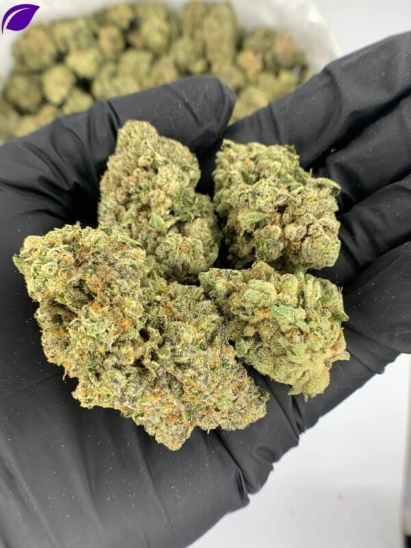 Animal Sherbet THCa