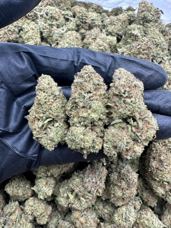 Birthday Cake Indoor CBD Strain