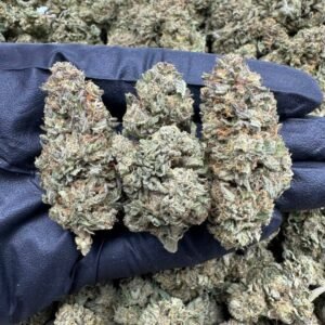 Blueberry Kush Indoor CBD Strain