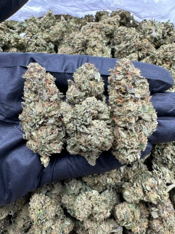 Blueberry Kush Indoor CBD Strain