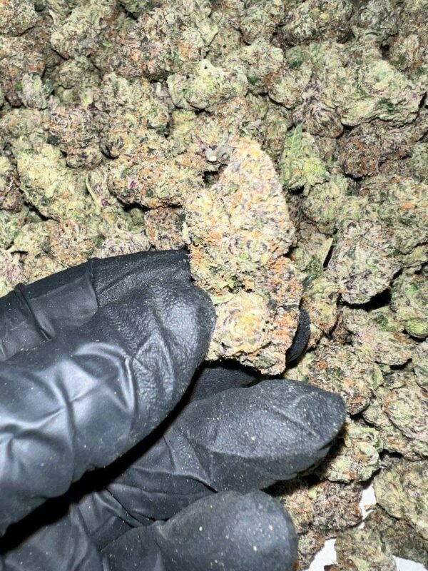 Bubble Gum Gelato THCa Flower - Image 2