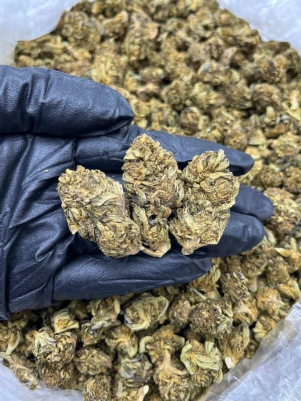 Cloud Cap CBD Strain