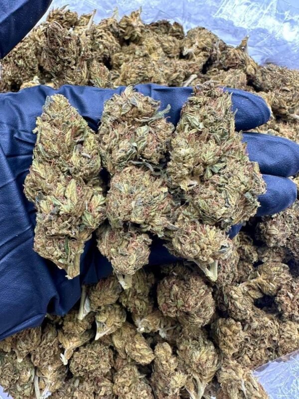 Caribbean Passion CBD Strain
