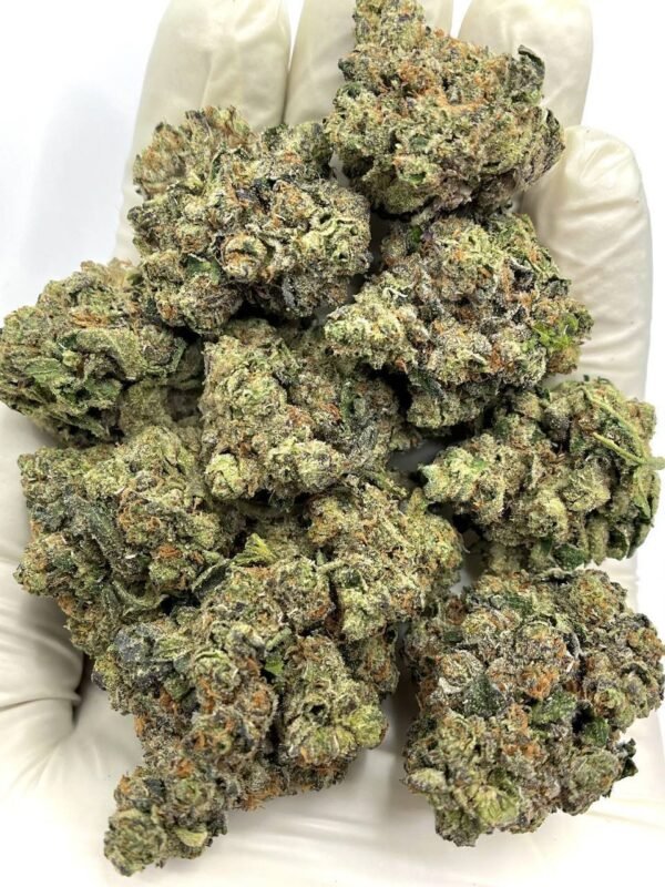 Champagne Kush CBD Flower