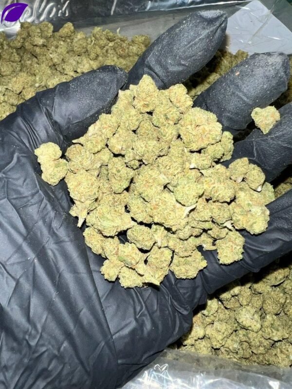 Cheetah Piss Exotic THCa Flower