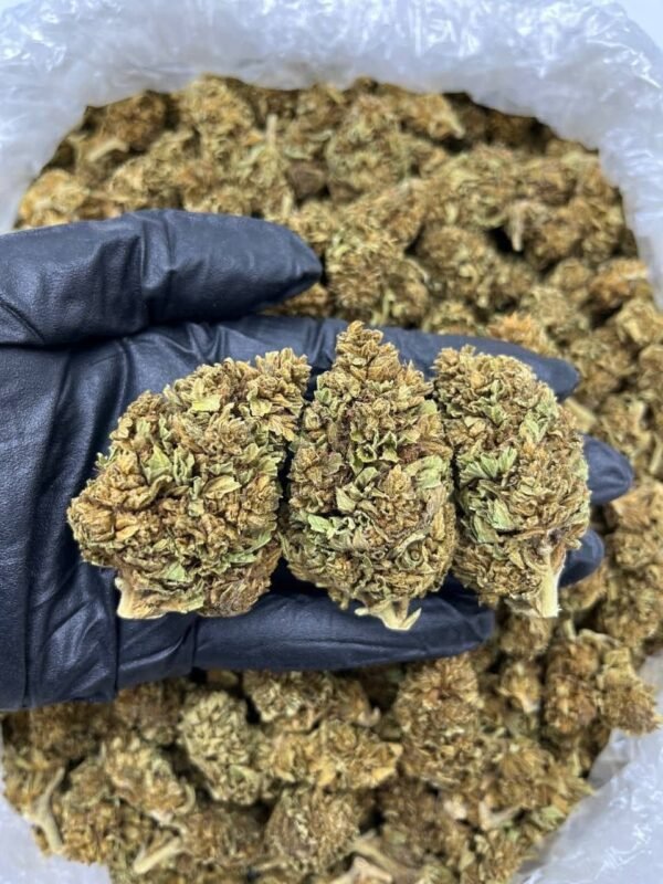 Dirty Widow CBD Strain