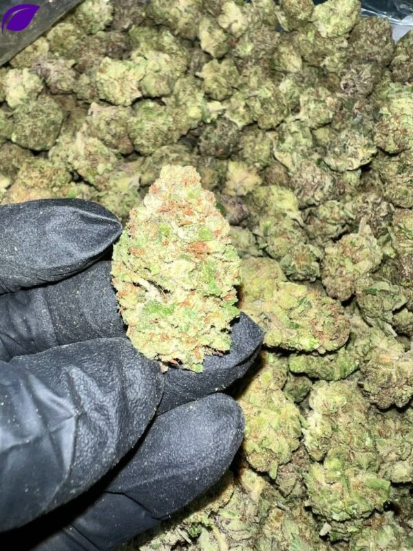 Detroit Runtz THCa