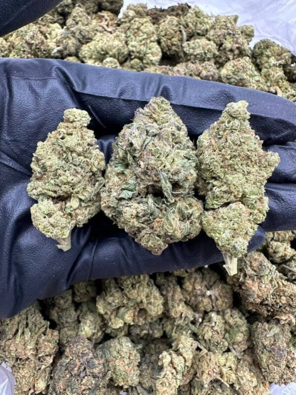 Flan CBD Strain