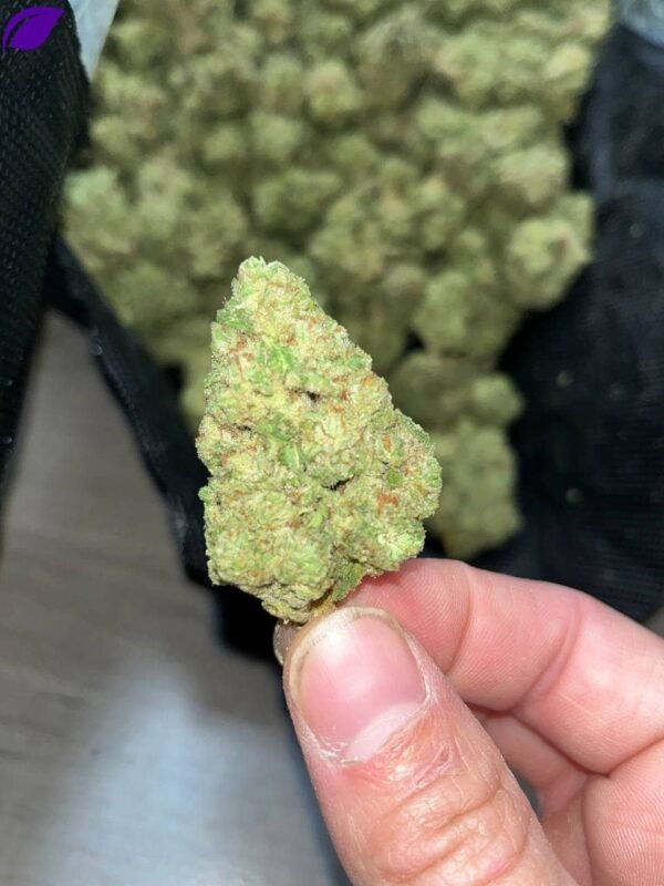 G41 Indoor THCa