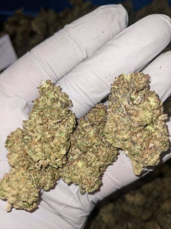 GMO CBD Strain