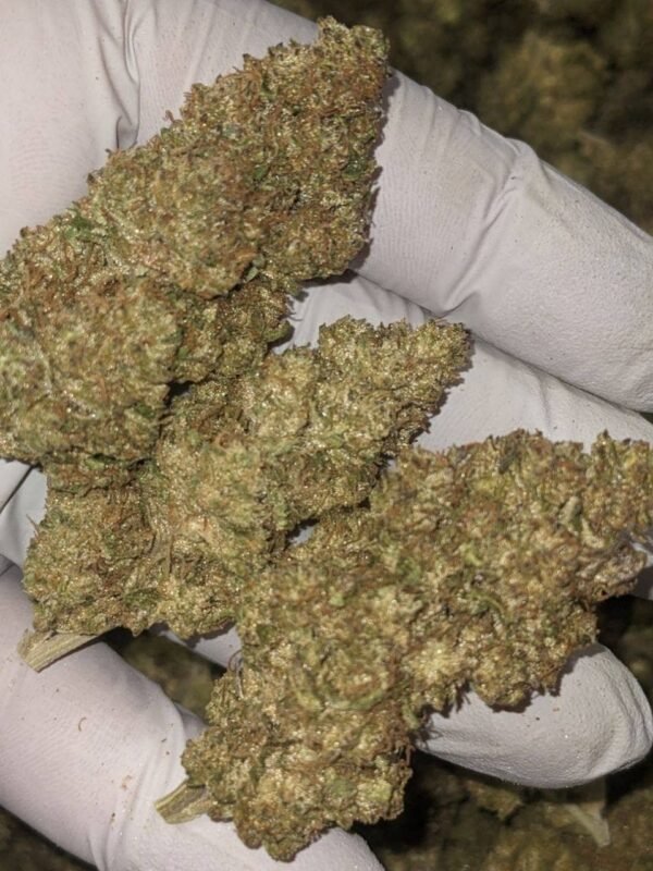 GMO CBD Strain - Image 2