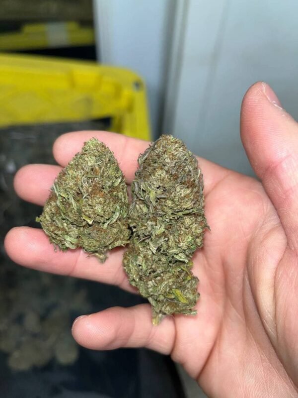 Gas Face CBD Strain