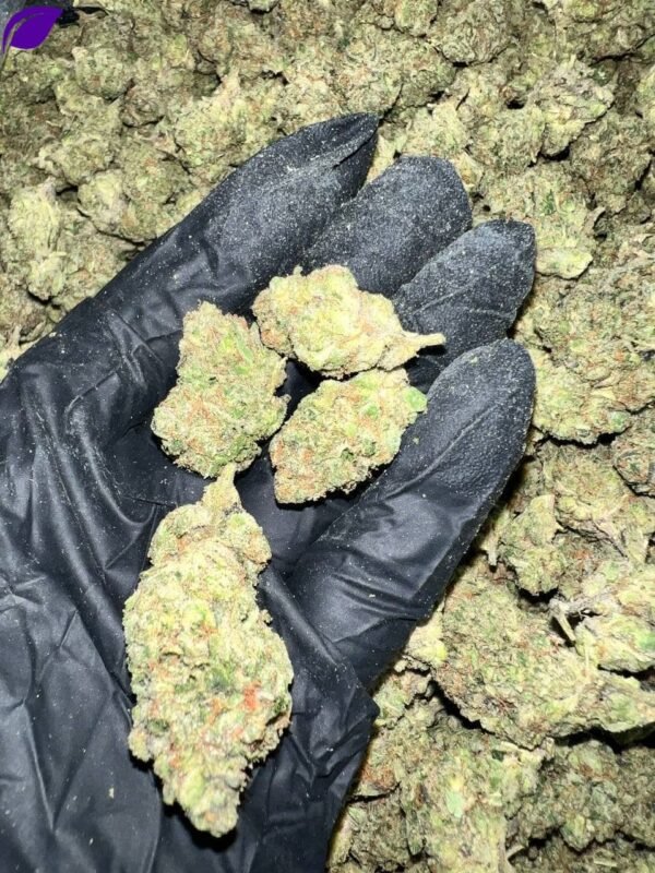 Gelato 41 X Kush Mintz Indoor - Image 2
