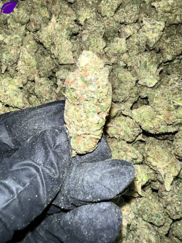 Gelato 41 X Kush Mintz Indoor