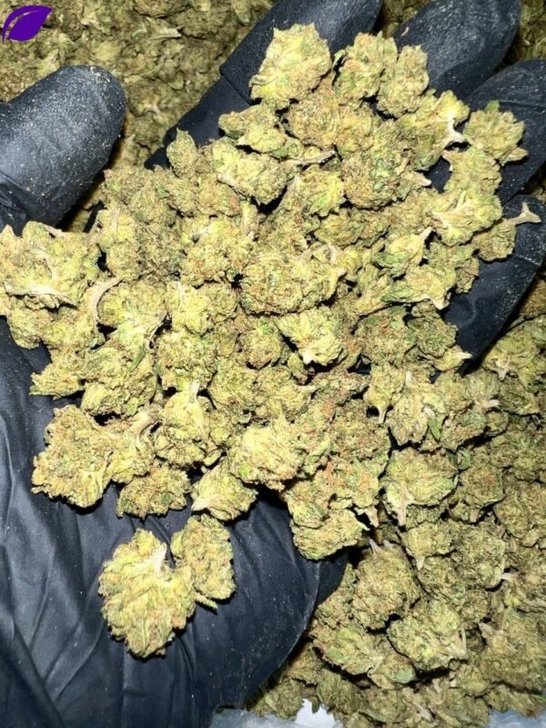 Gelato Cake THCa Flower