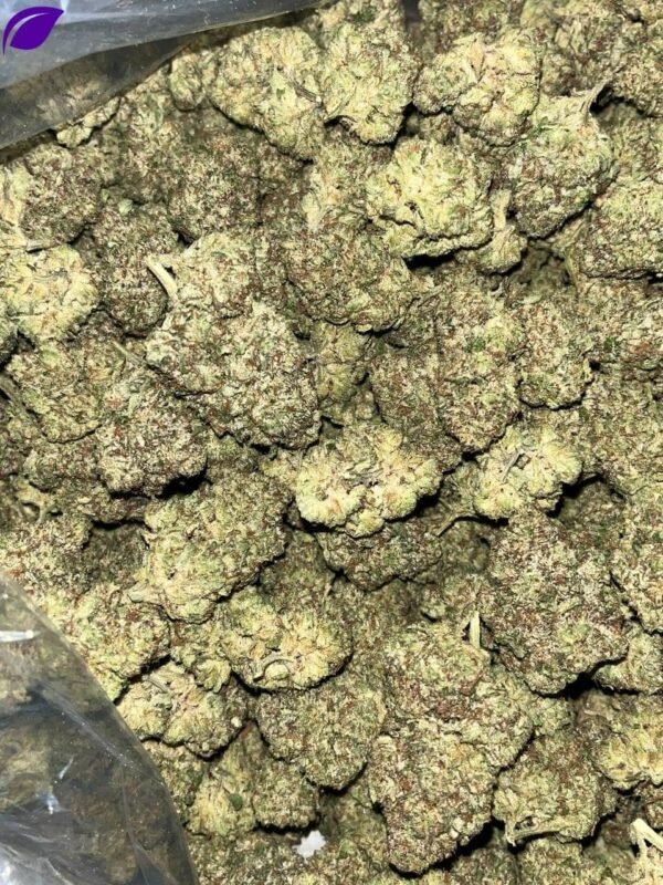 Government Oasis Indoor THCa - Image 2