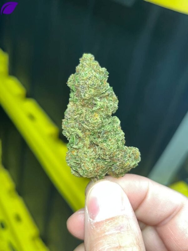 Jealousy Indoor THCa