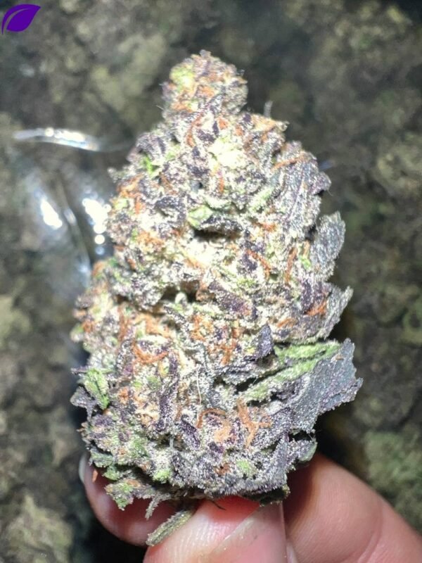 Jokerz THCa