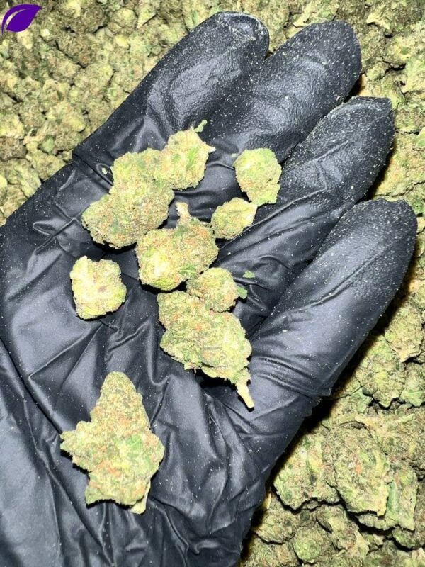 Key Lime Jack THCa Flower