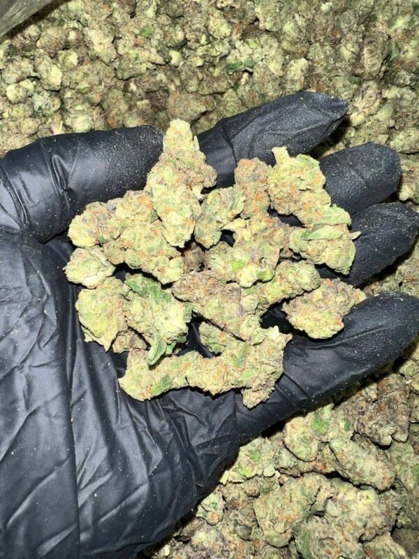 London Jelly THCa Flower