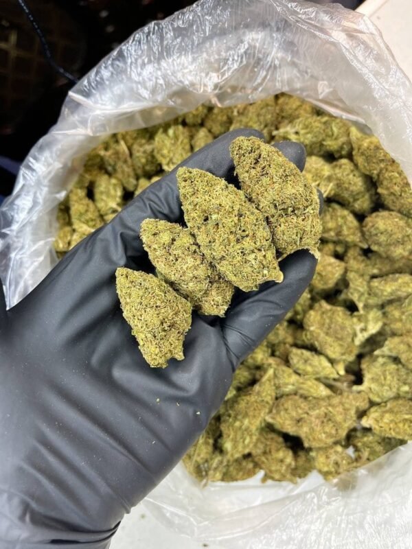 Master OG CBD Strain