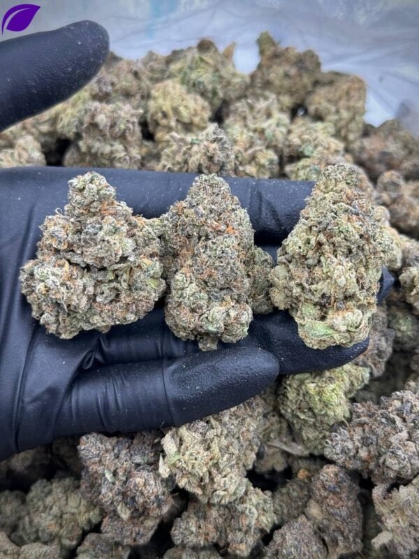NYC Gelato THCA Flower
