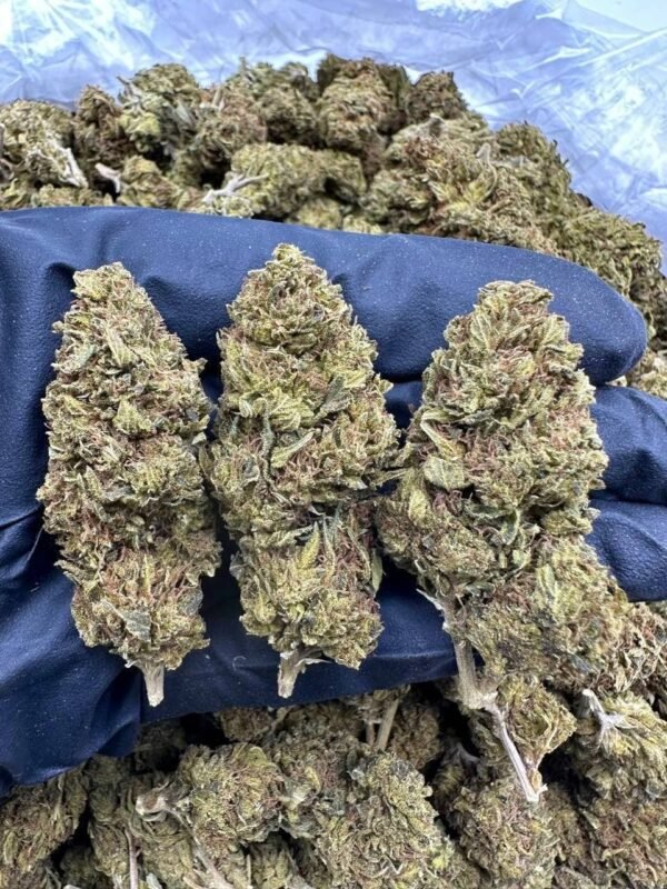 OG Kush CBD Strain