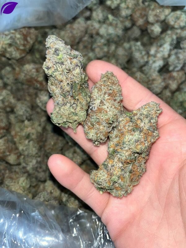 Orange Creamsicle Exotic THCa