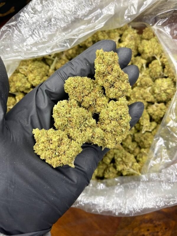 Plat CBD Strain