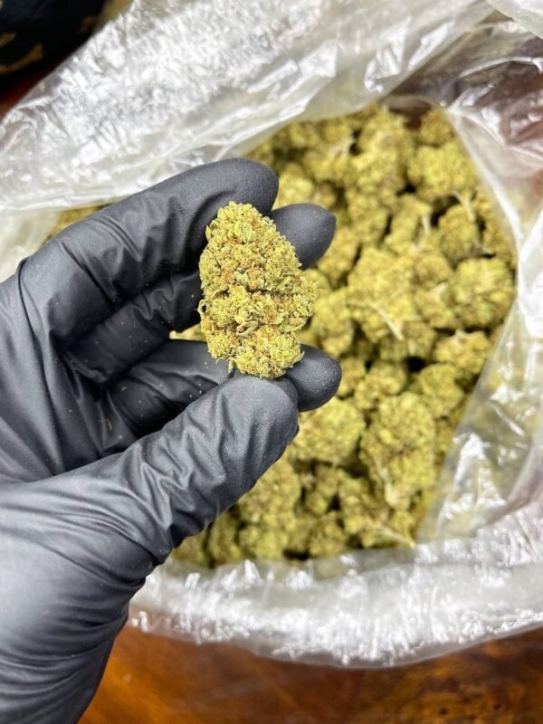 Plat CBD Strain - Image 2