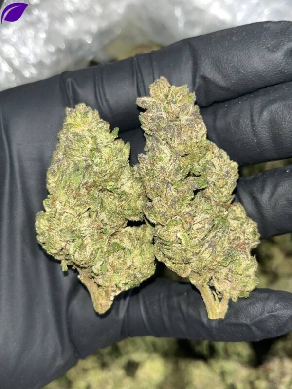 Project 007 THCa Flower