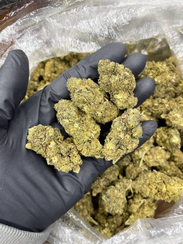 Purp Plat CBD Strain
