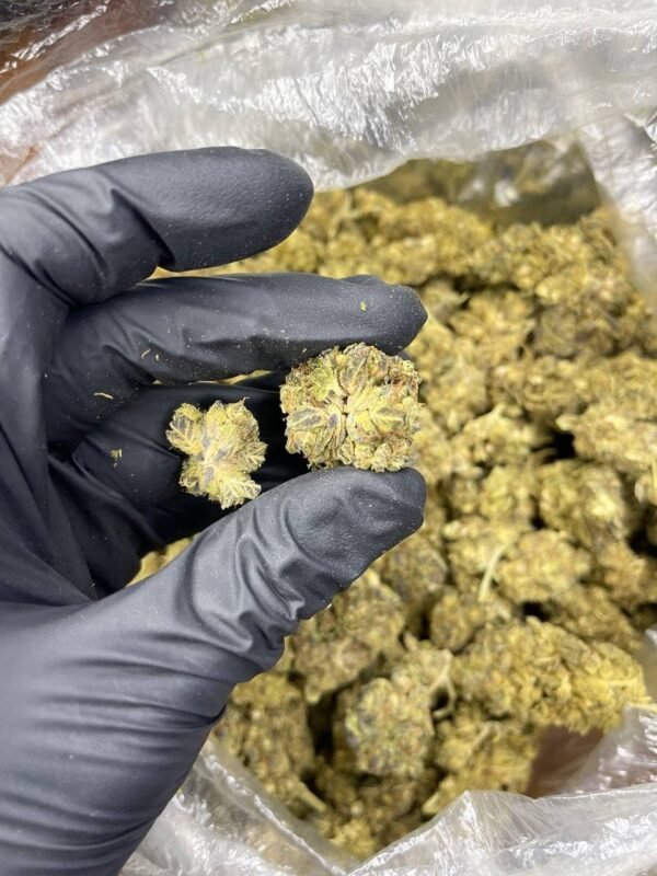 Purp Plat CBD Strain - Image 3