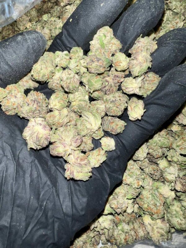 Purple Gushers THCa Flower