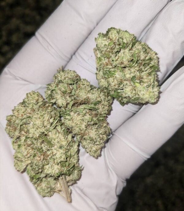 Purple Sorbet CBD Strain