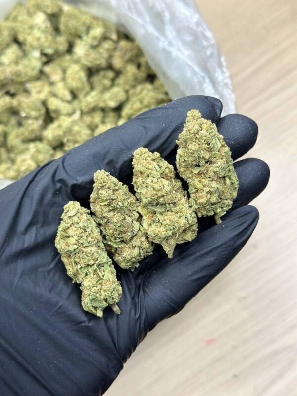 Rainbow Belts Indoor CBD Strain
