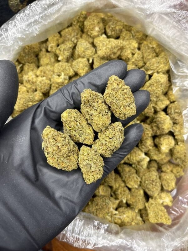 Riddles CBD Strain