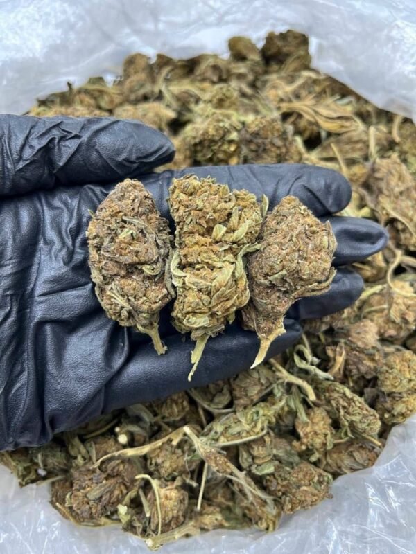 Sunset Fire CBD Strain
