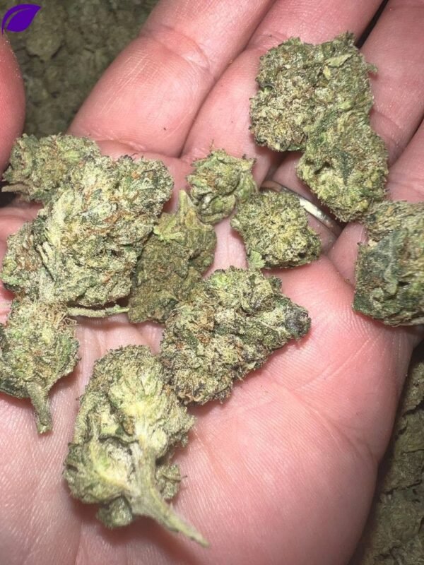 Sandia Gelato THCA - Image 2