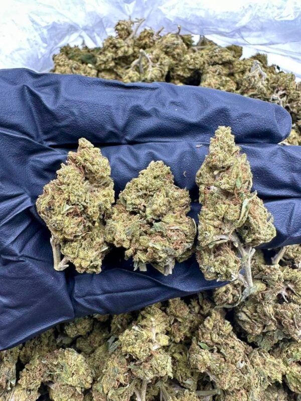 Skunk Diesel CBD Strain