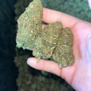 Sour Brûlée CBD Strain
