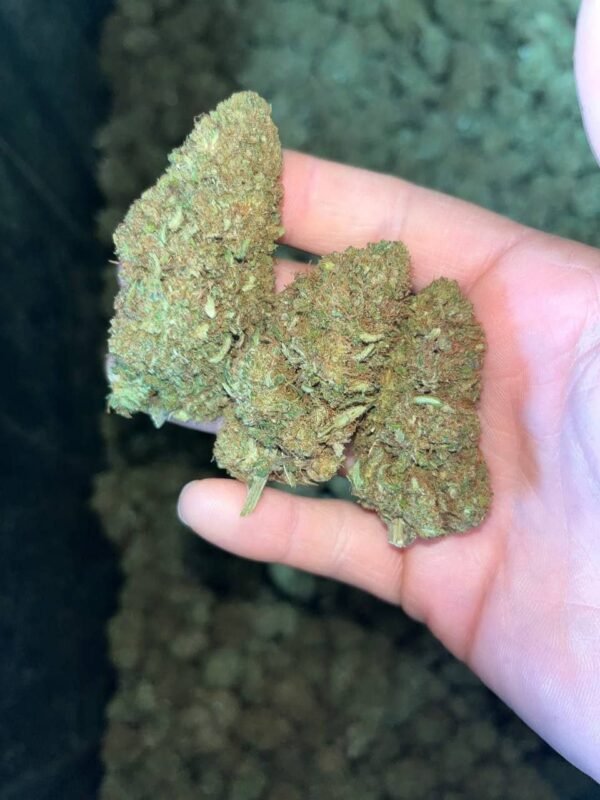 Sour Brûlée CBD Strain