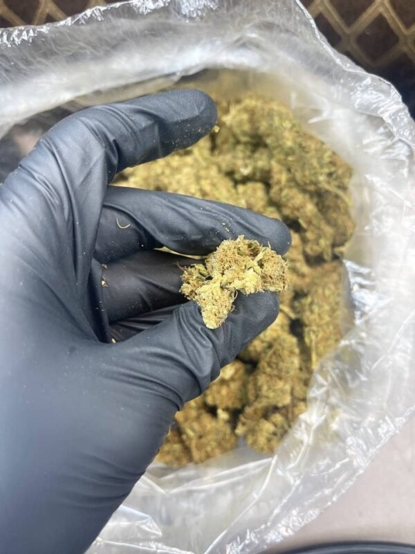 Thin Mintz CBD Strain - Image 3
