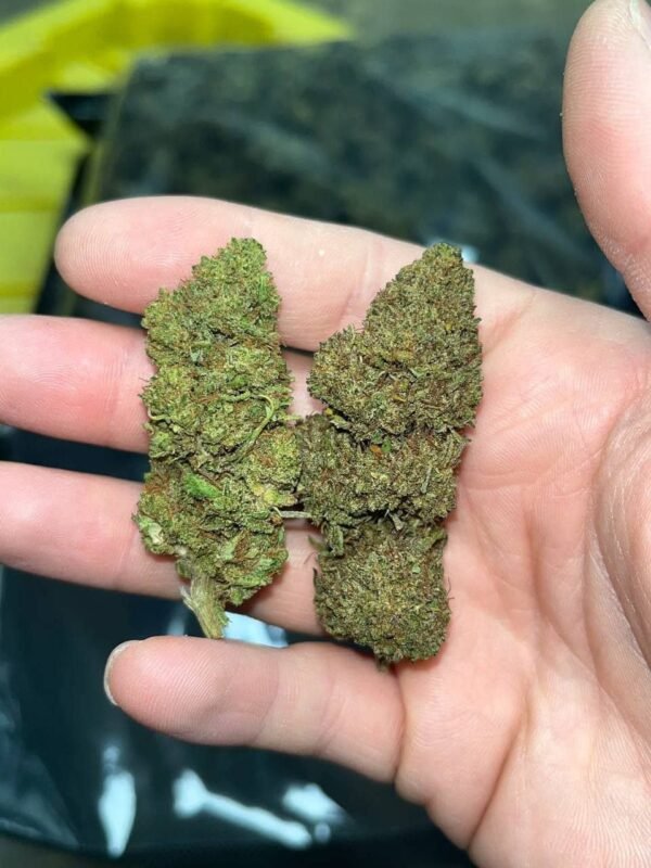 Tsunami OG CBD Strain