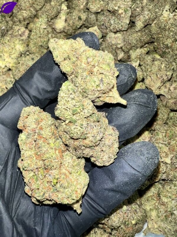 Violet Fog Exotic THCa Flower
