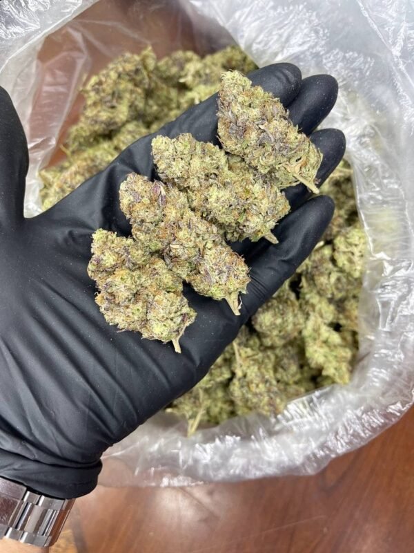 Wap Indoor CBD Strain