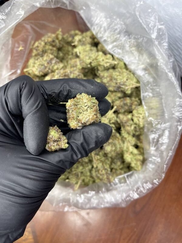 Wap Indoor CBD Strain - Image 3