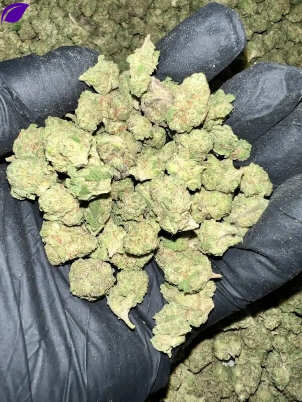Gush Mintz THCa Flower
