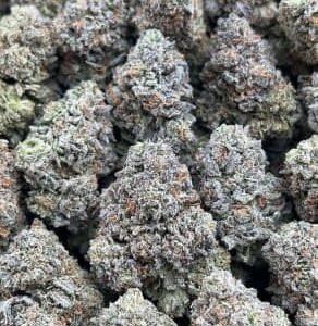 Mimosa THC Flower